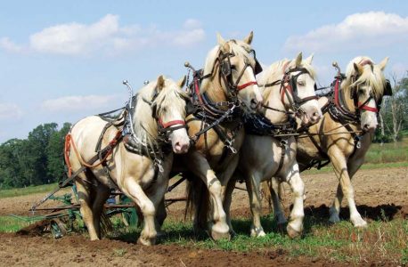 Rare Breeds of American Livestock Top ALBC Watch List Image